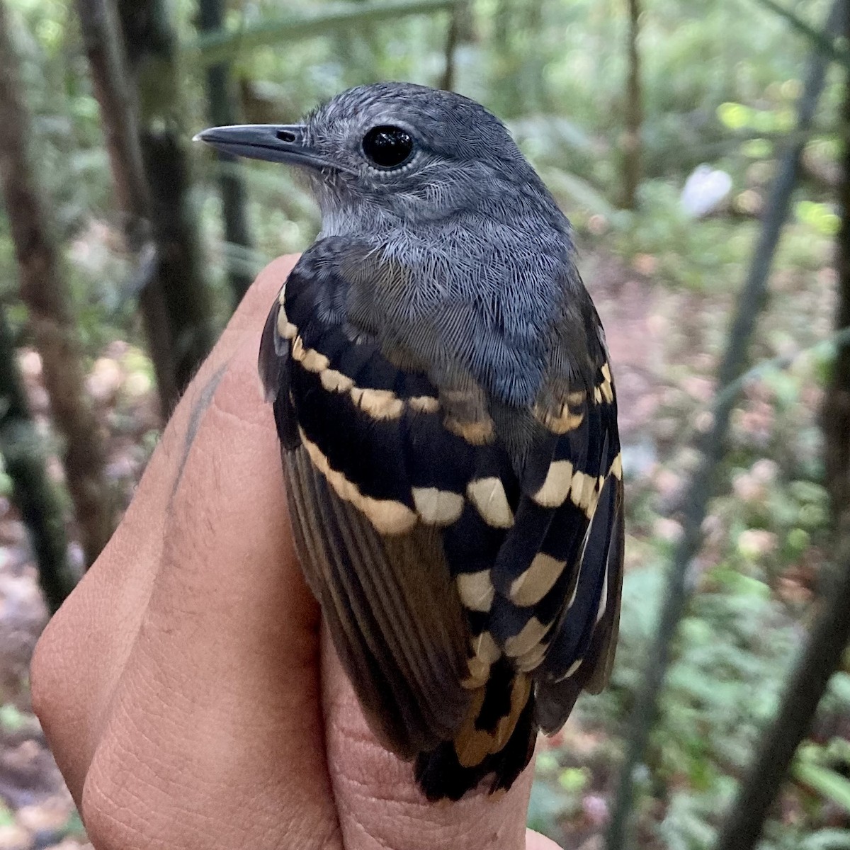 Rufous-bellied Antwren - ML591654751