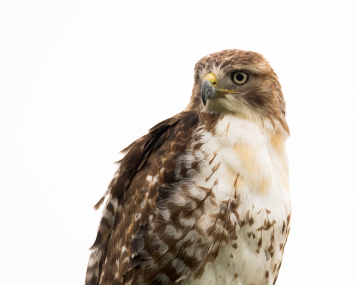 Red-tailed Hawk - Nic Allen