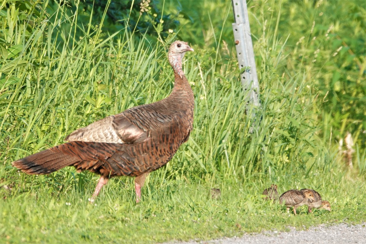 Wild Turkey - ML591655631