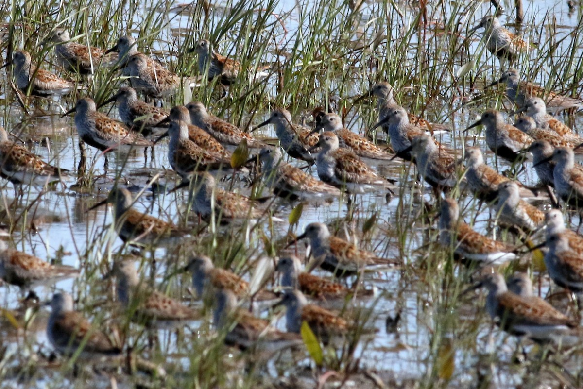 Dunlin - ML59165641