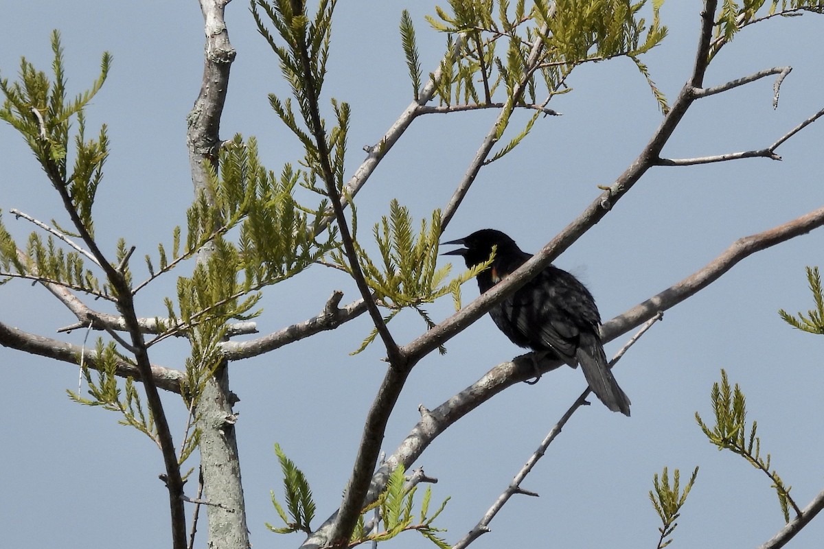 Red-winged Blackbird - ML591656641