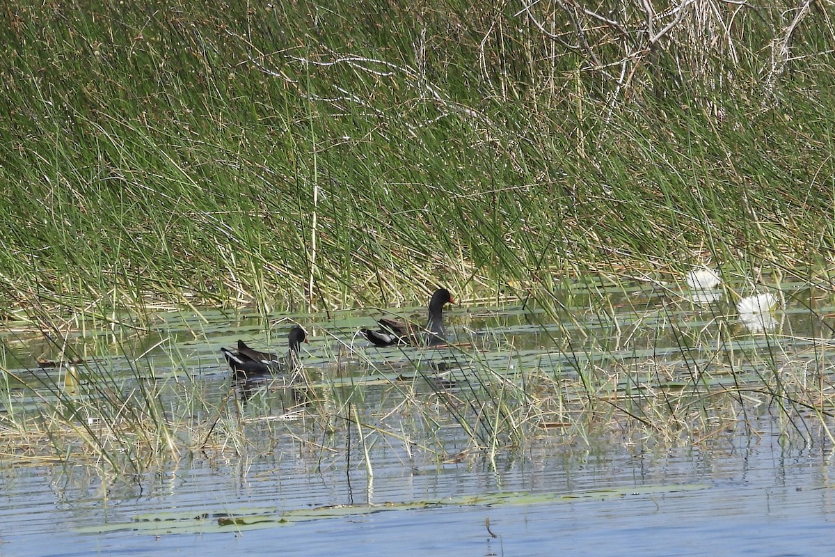 Common Gallinule - Bobbie Elbert