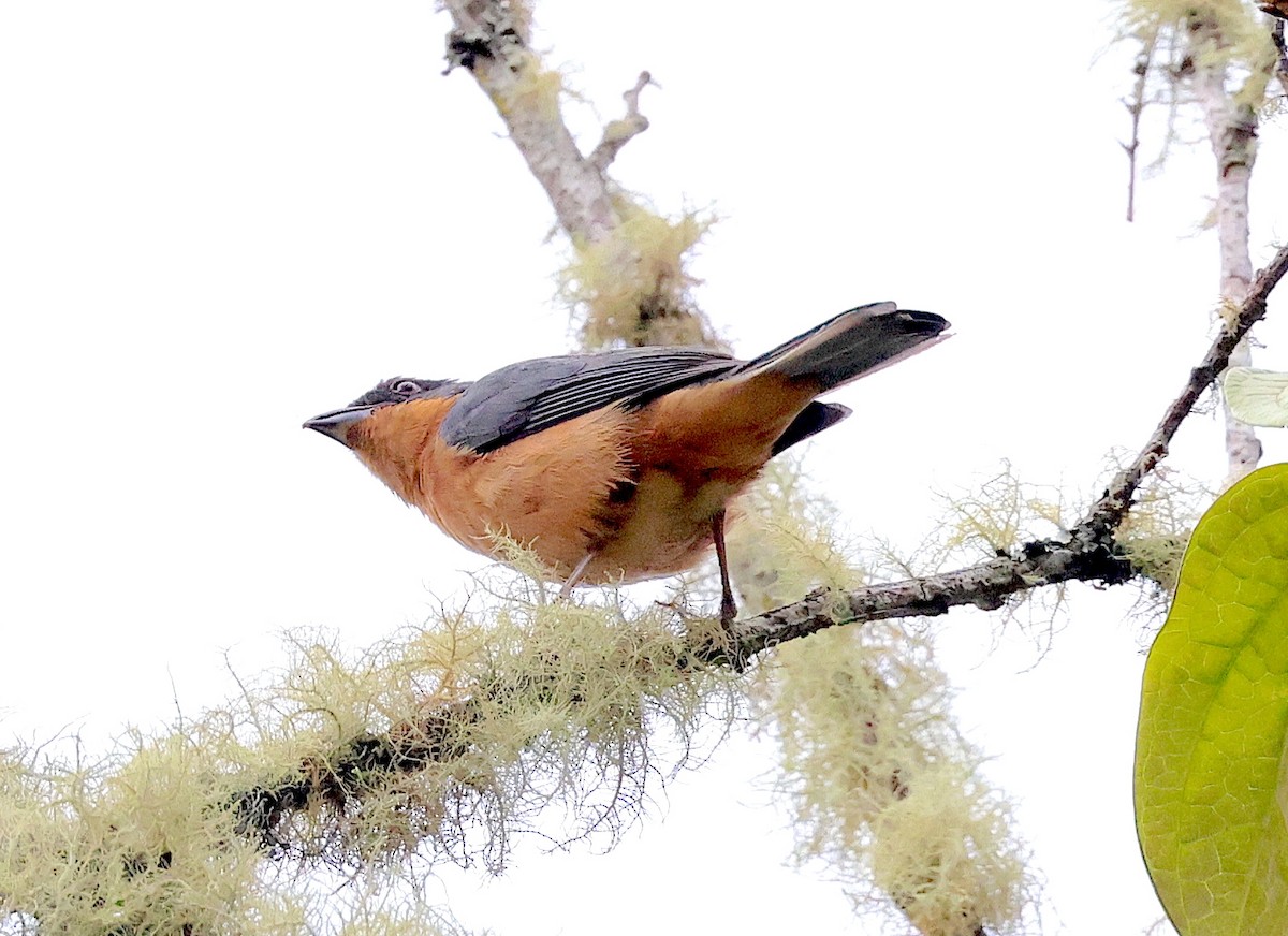 Rufous-crested Tanager - Mandy Talpas -Hawaii Bird Tours