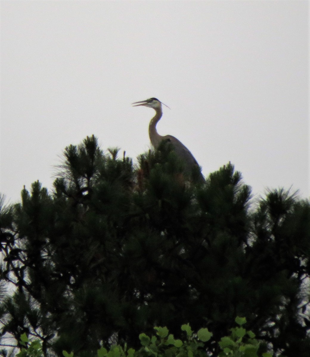 Great Blue Heron - ML59165741