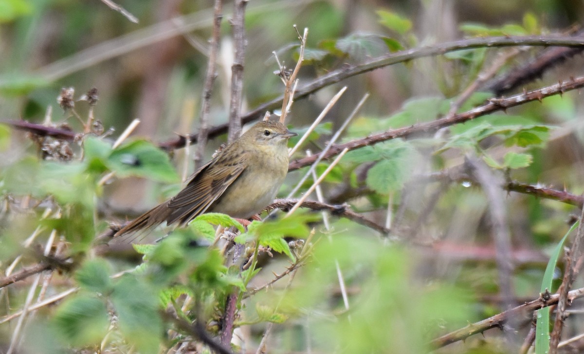 Common Grasshopper Warbler - ML591657421