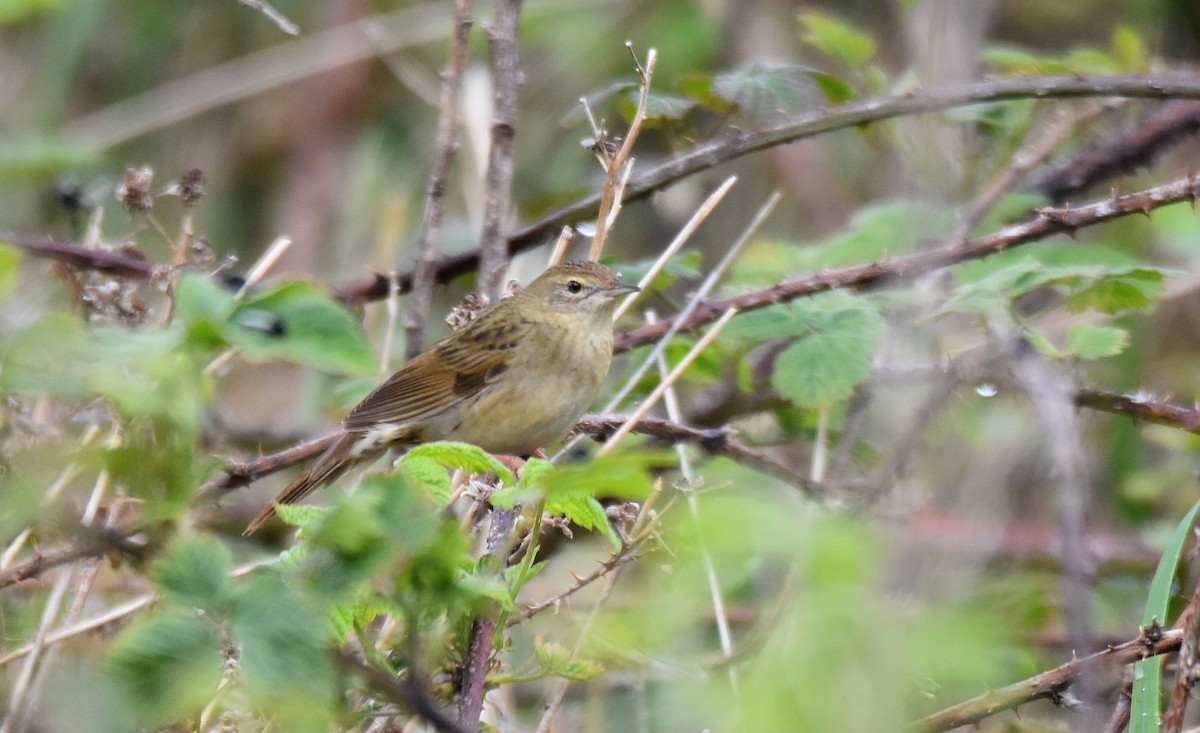 Common Grasshopper Warbler - ML591657441