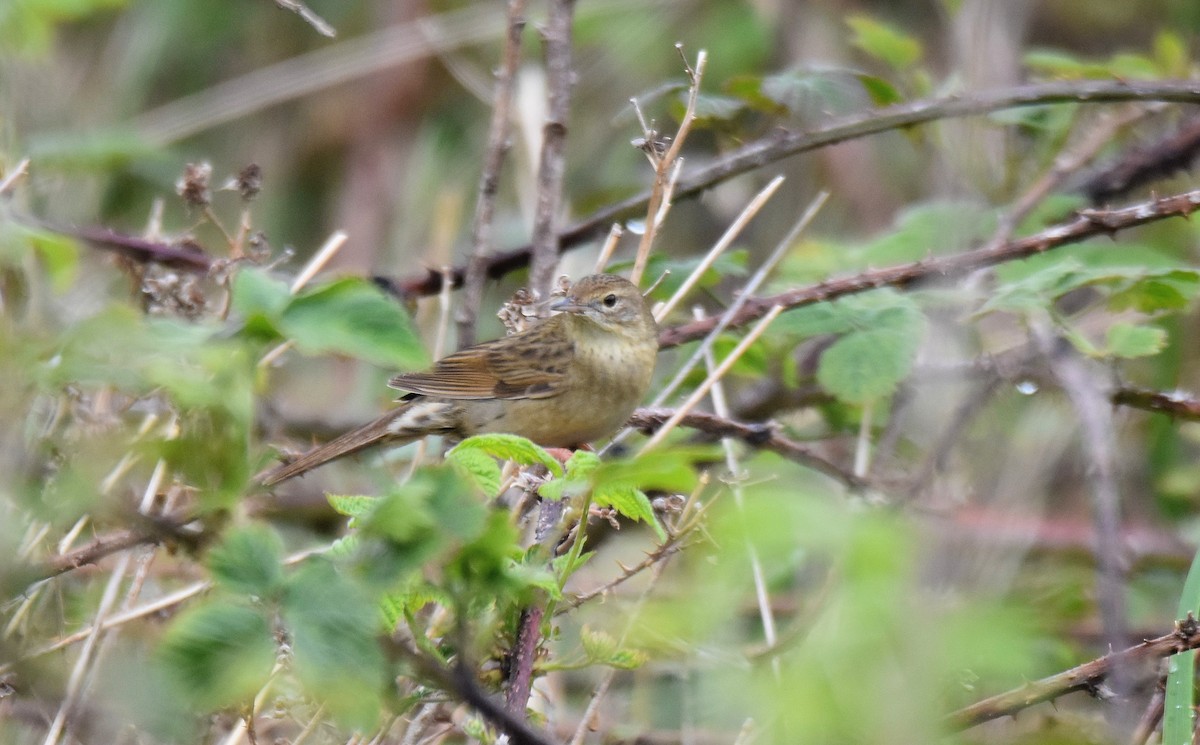 Common Grasshopper Warbler - ML591657451