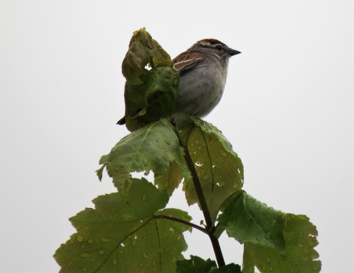 Chipping Sparrow - ML59165751
