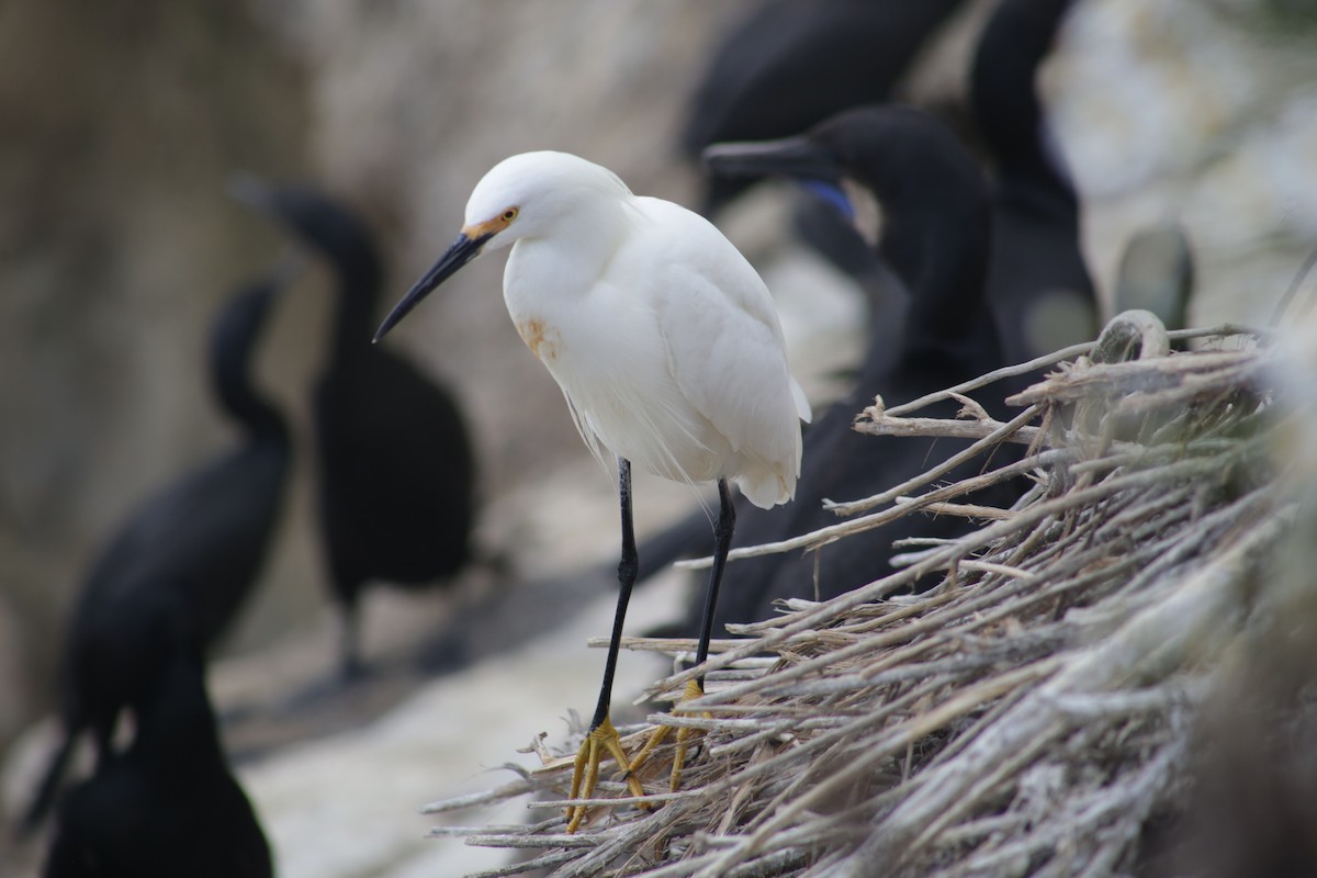 Snowy Egret - ML591657981