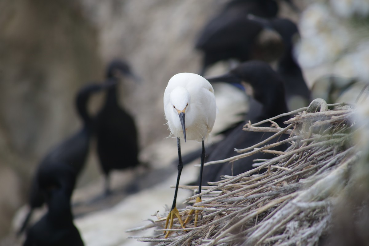 Snowy Egret - ML591658171