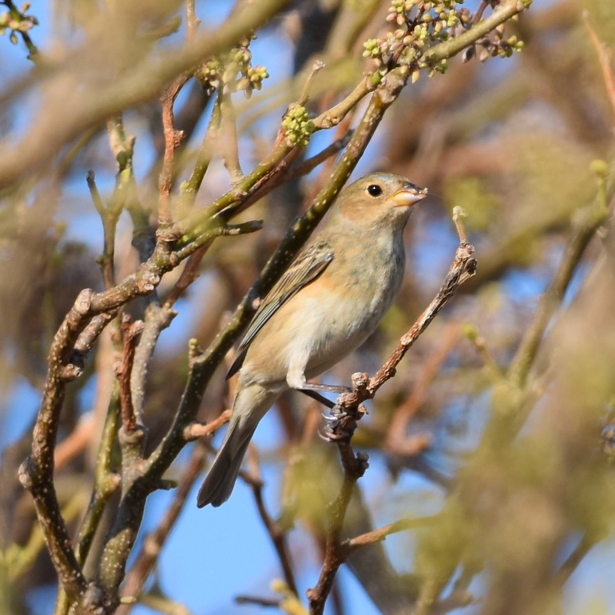 Indigo Bunting - ML591658381