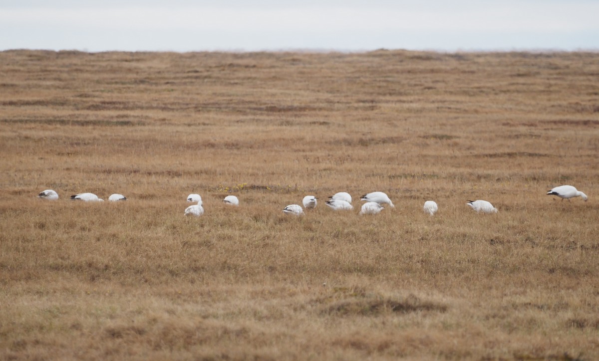 Snow Goose - ML591658961