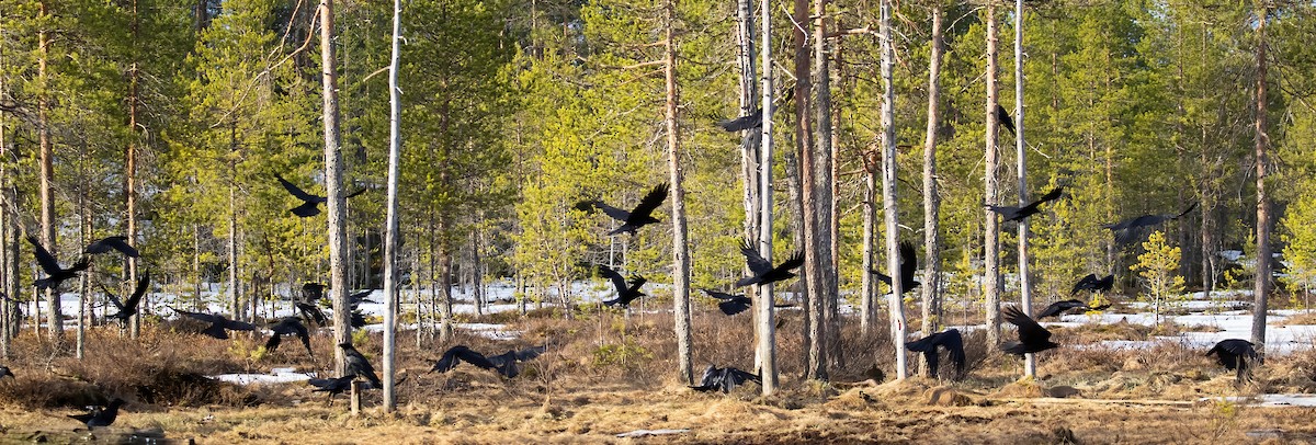 Common Raven - Peter Seubert