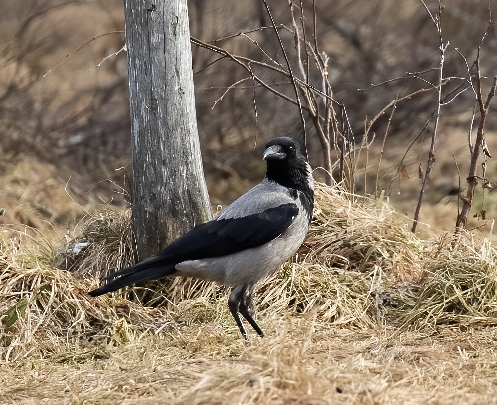 Hooded Crow - Peter Seubert