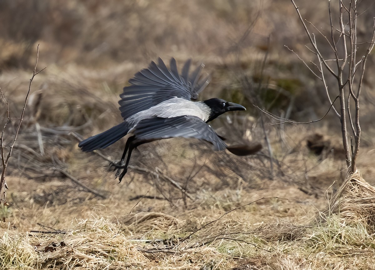 Hooded Crow - ML591661311