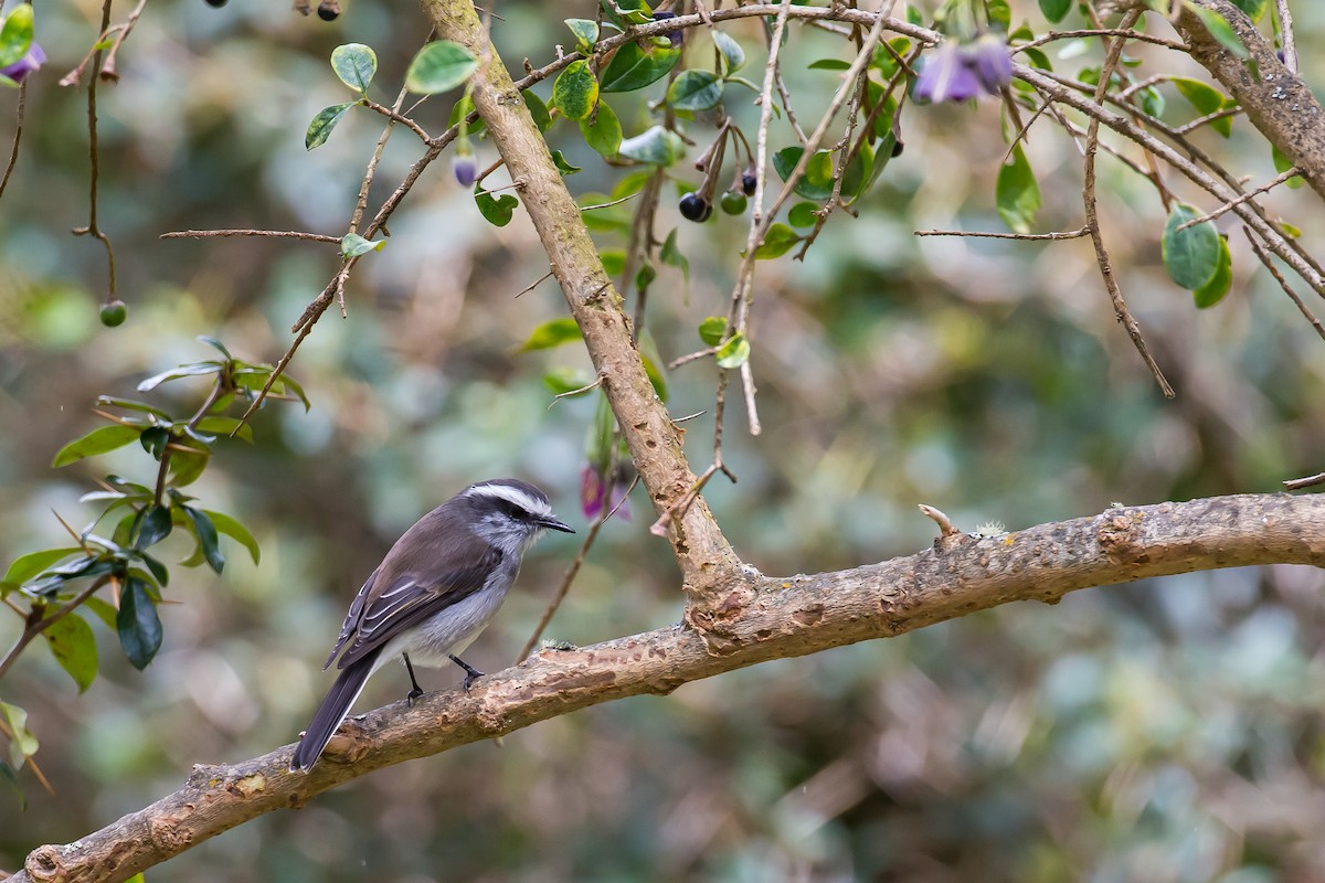 White-browed Chat-Tyrant - Anonymous