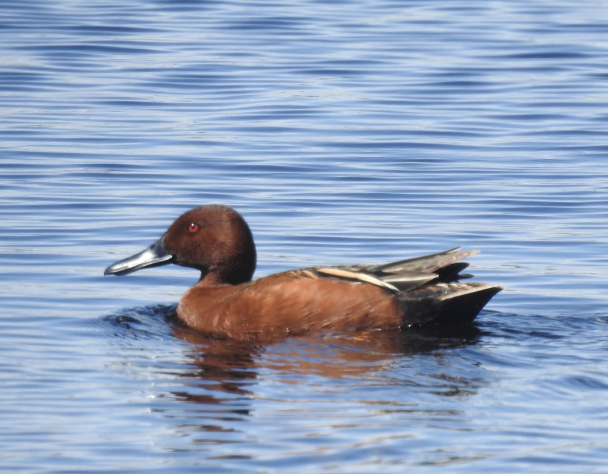 Cinnamon Teal - ML591662941