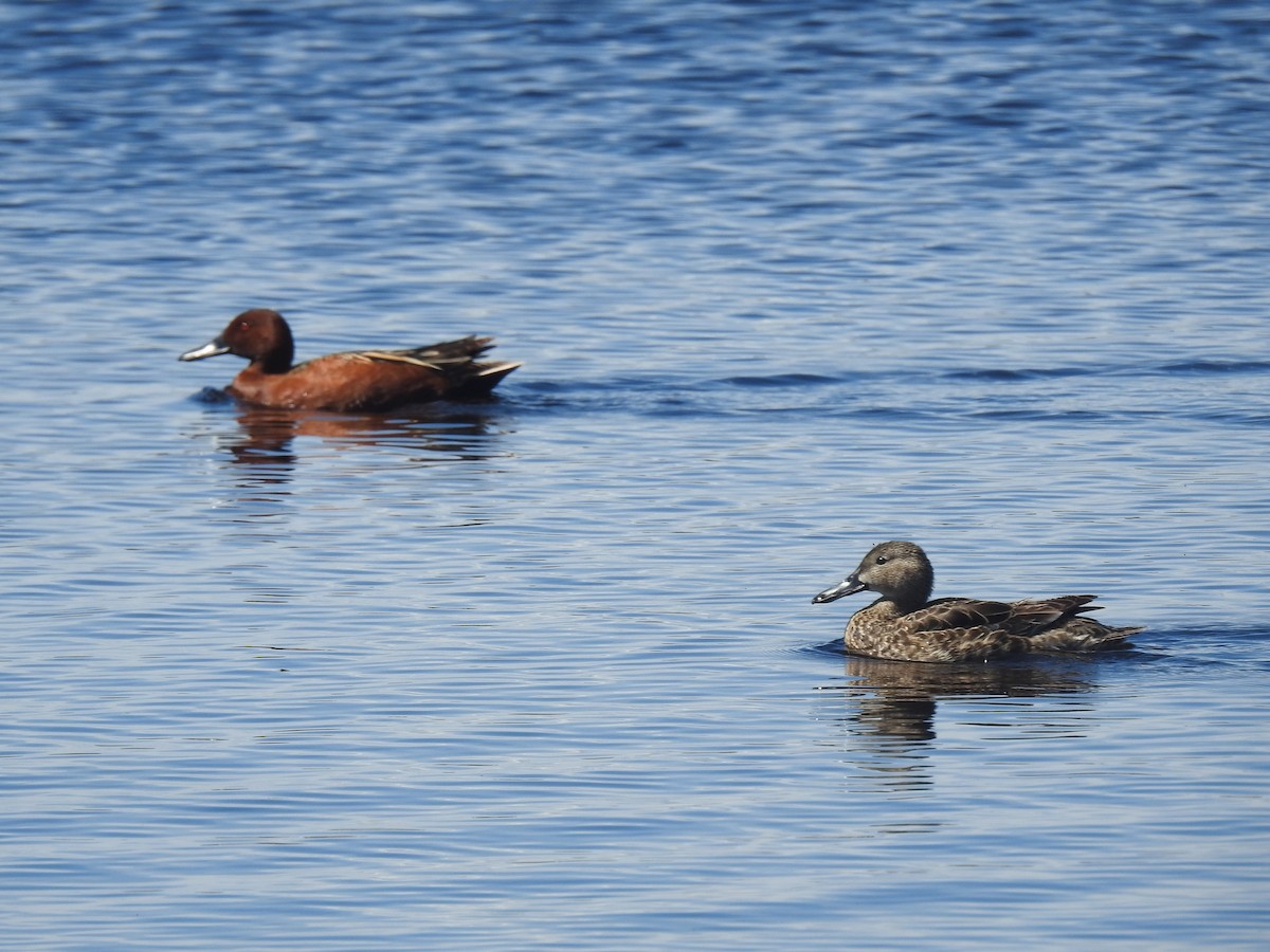 Cinnamon Teal - ML591663221