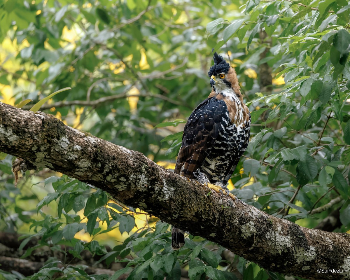 Ornate Hawk-Eagle - ML591663301