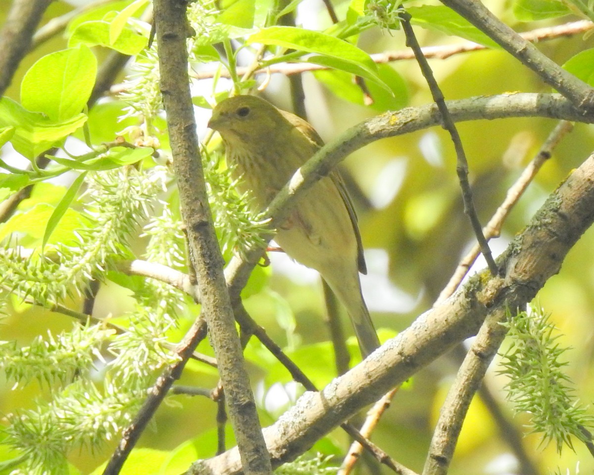 Common Rosefinch - ML59166401