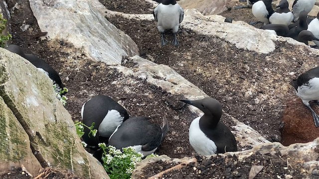 Common Murre - ML591664311