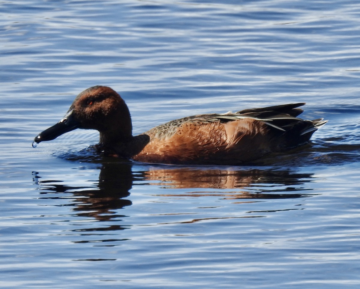 Cinnamon Teal - Craig Jackson