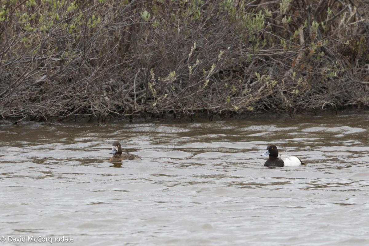 Greater Scaup - ML591664641