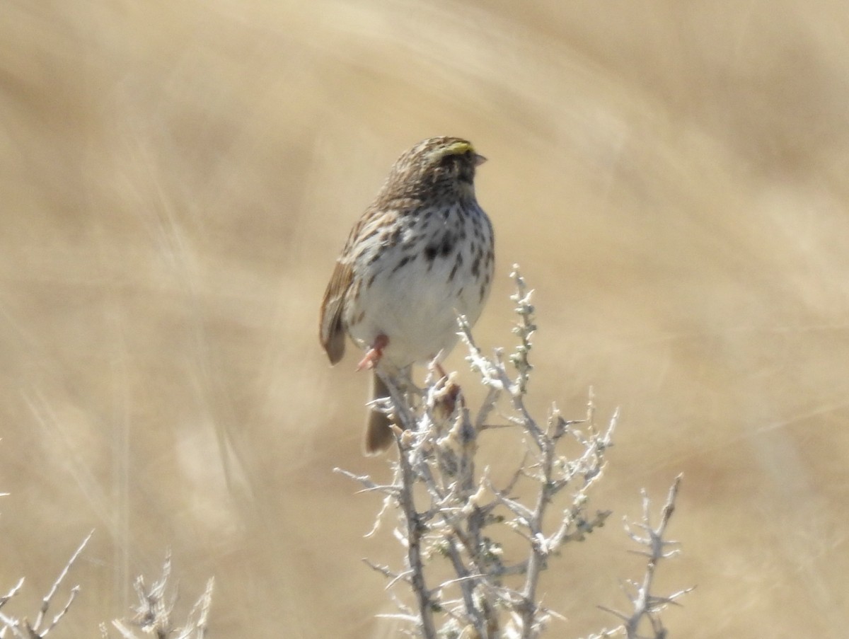 Savannah Sparrow - ML591665721