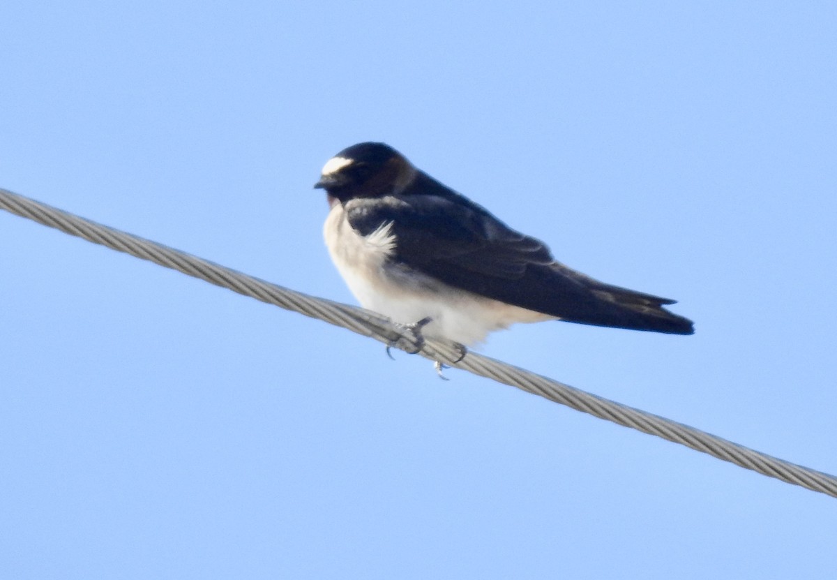 Cliff Swallow - ML591665901