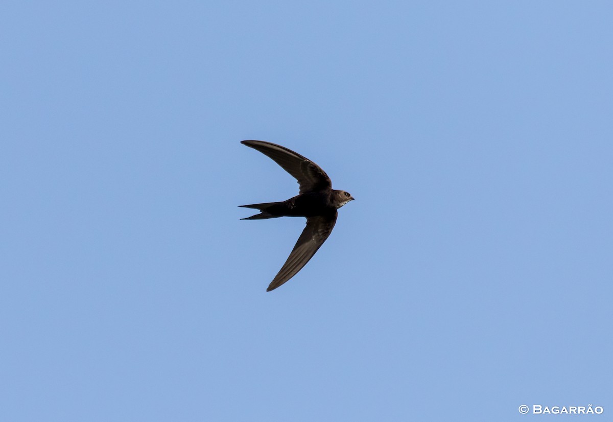 White-rumped Swift - Renato Bagarrão