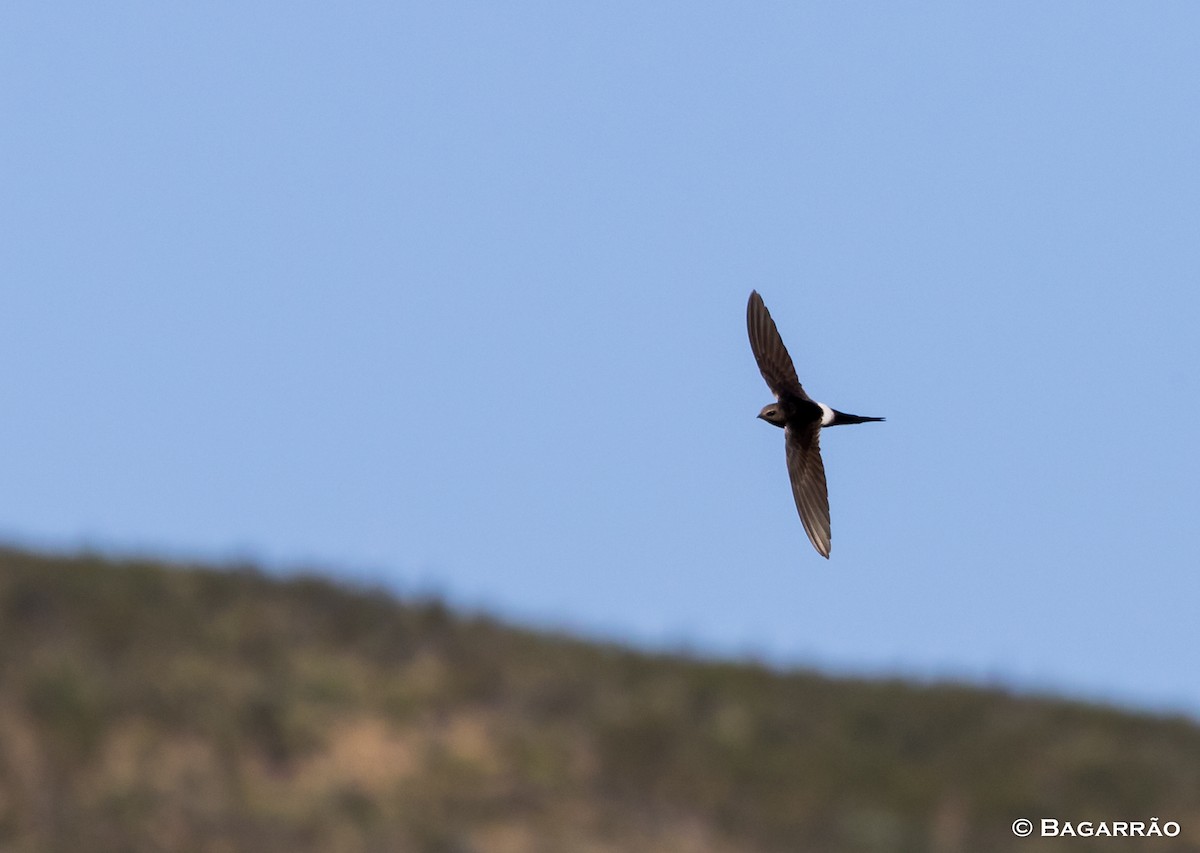 White-rumped Swift - ML59166681