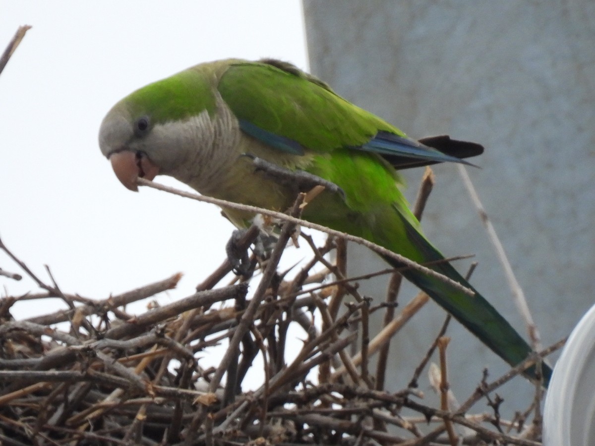 Papagai bulargrisa - ML591666851