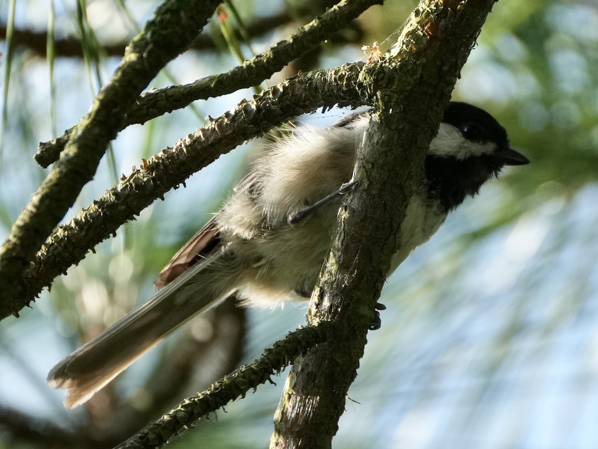 Carolina Chickadee - ML591667691