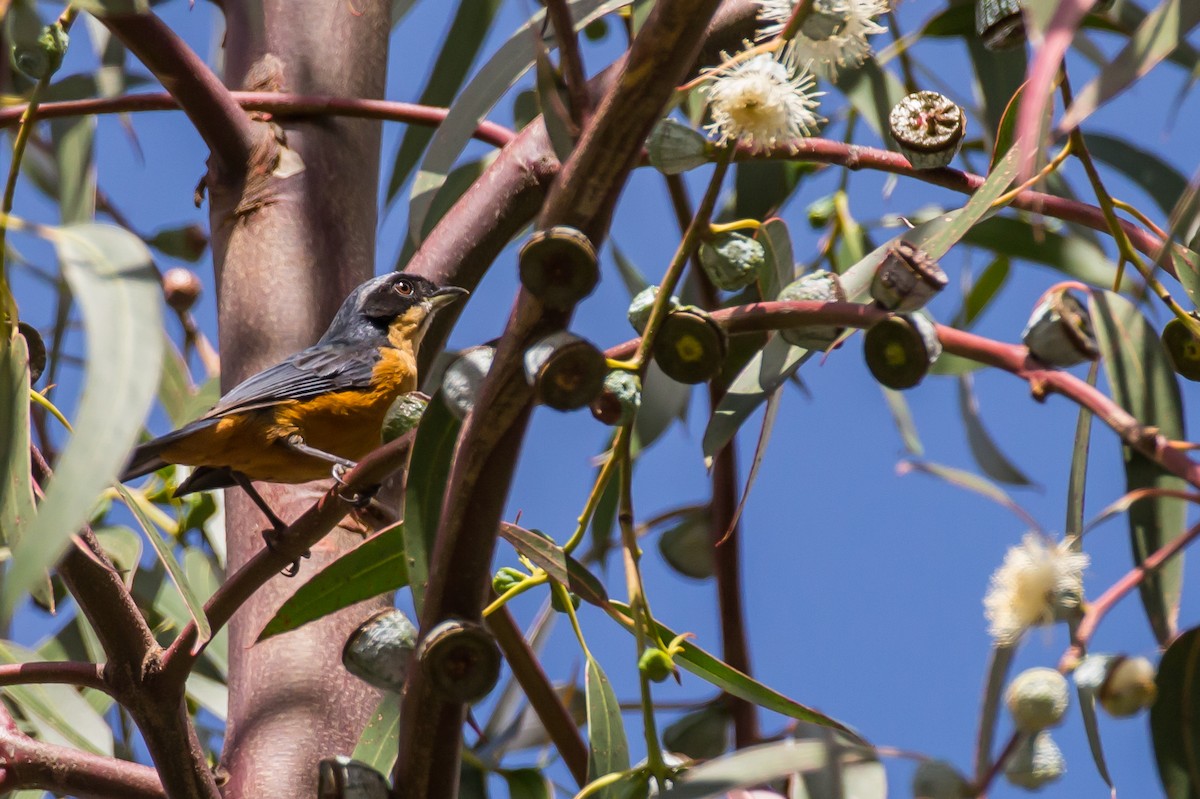 Chestnut-bellied Mountain Tanager - ML591667811