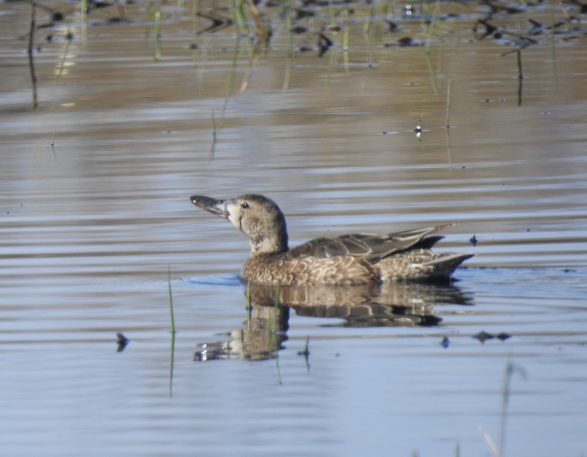 Cinnamon Teal - ML591668511