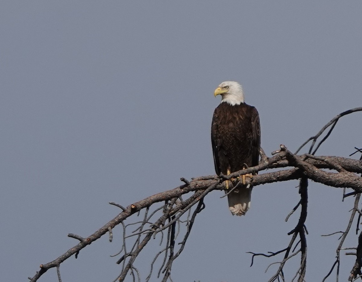 Bald Eagle - Bert Wessling