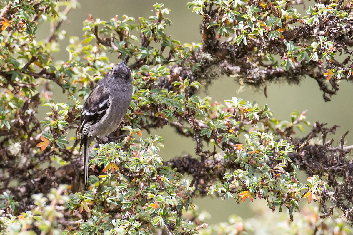 Ash-breasted Tit-Tyrant - ML591668951