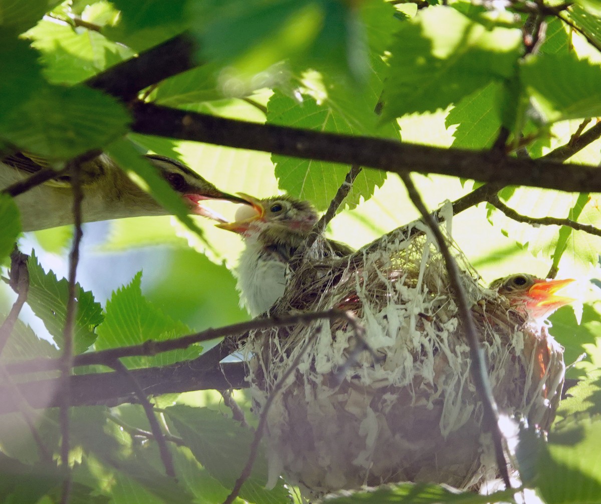 Red-eyed Vireo - Louise Courtemanche 🦅