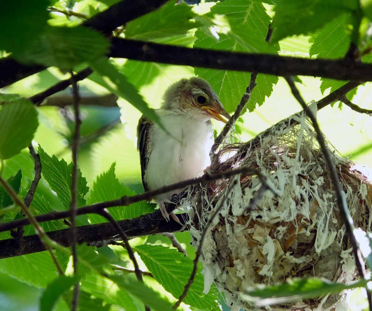 Red-eyed Vireo - ML591669801