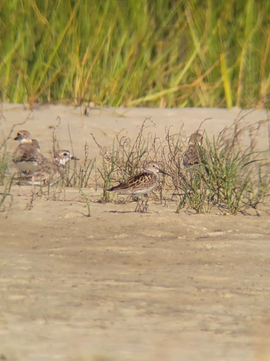 White-rumped Sandpiper - ML591671361