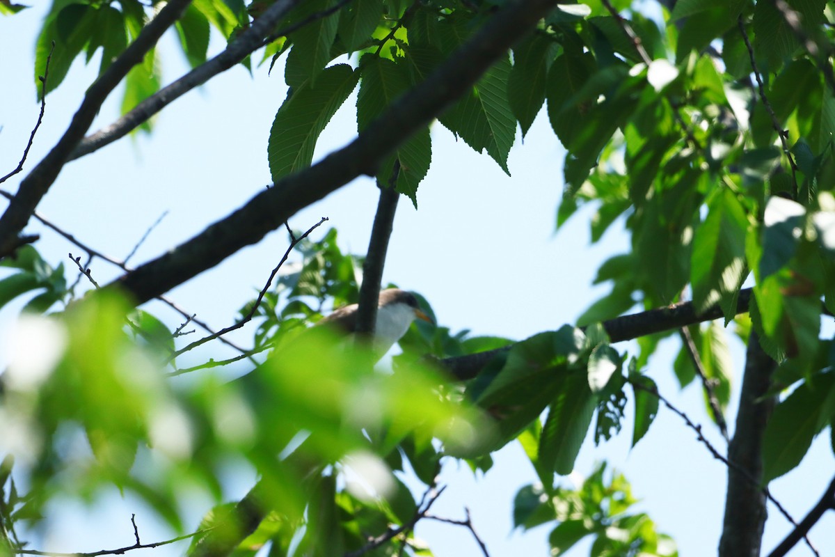 Yellow-billed Cuckoo - ML591672991