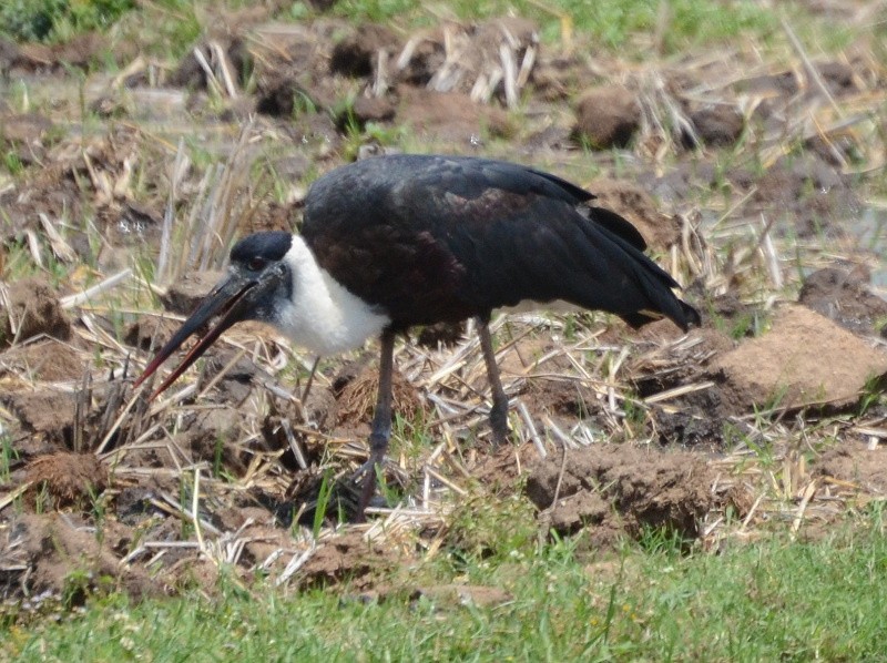 Asian Woolly-necked Stork - Jos Simons