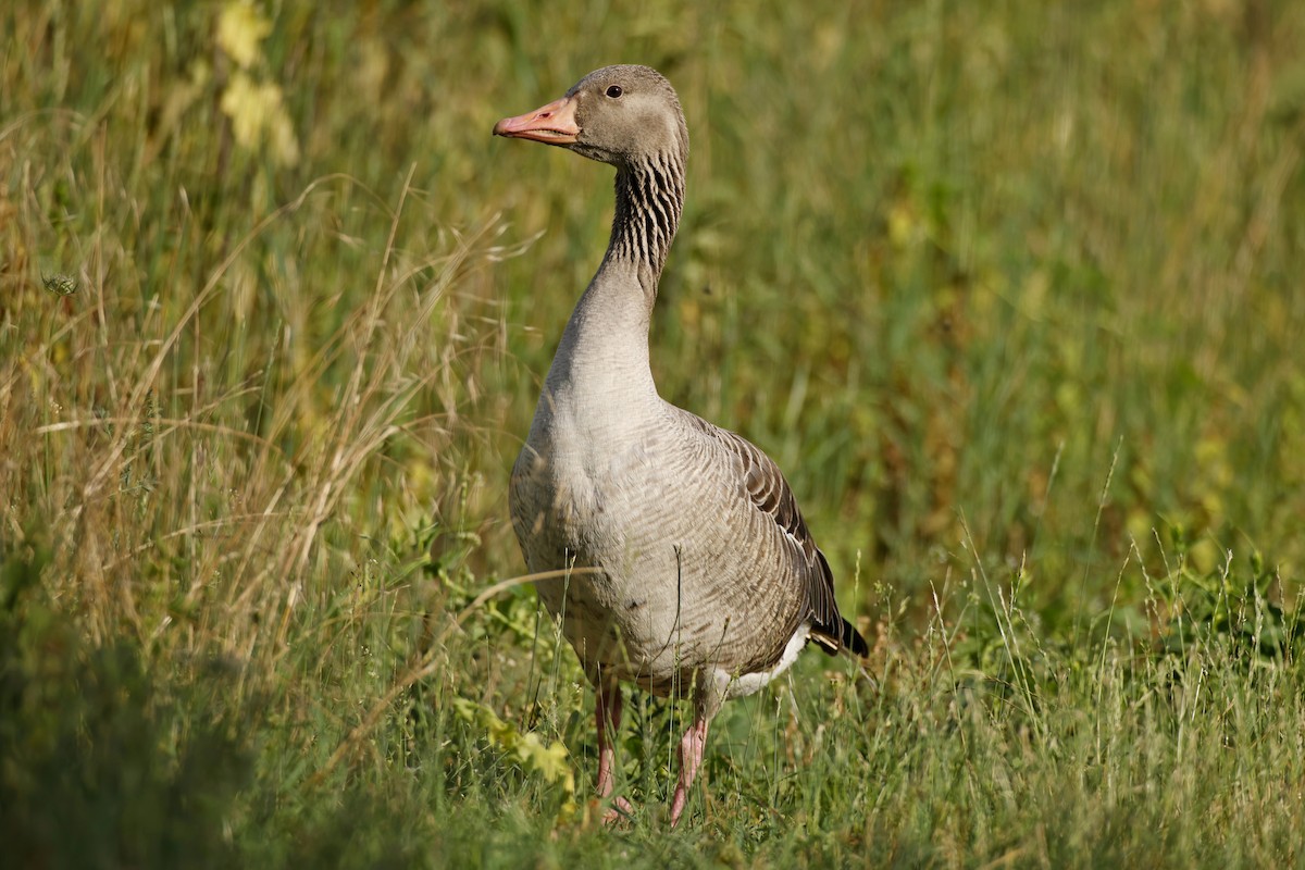 Graylag Goose - Marcin Sidelnik