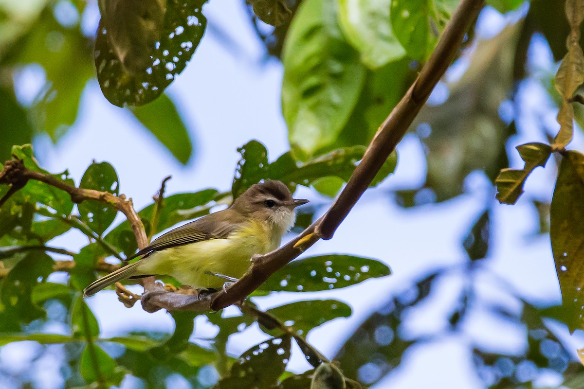 Brown-capped Vireo - ML591674941