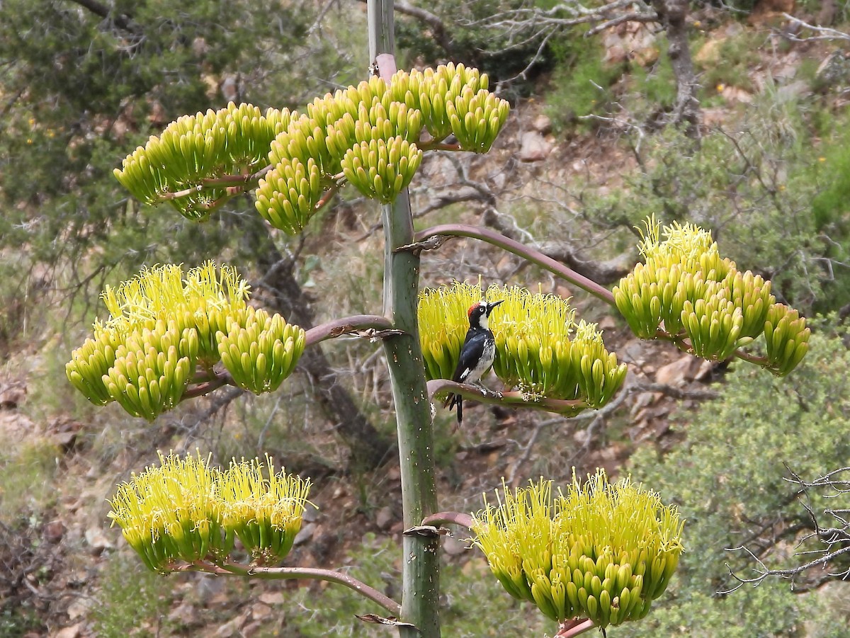 Acorn Woodpecker - ML591675531