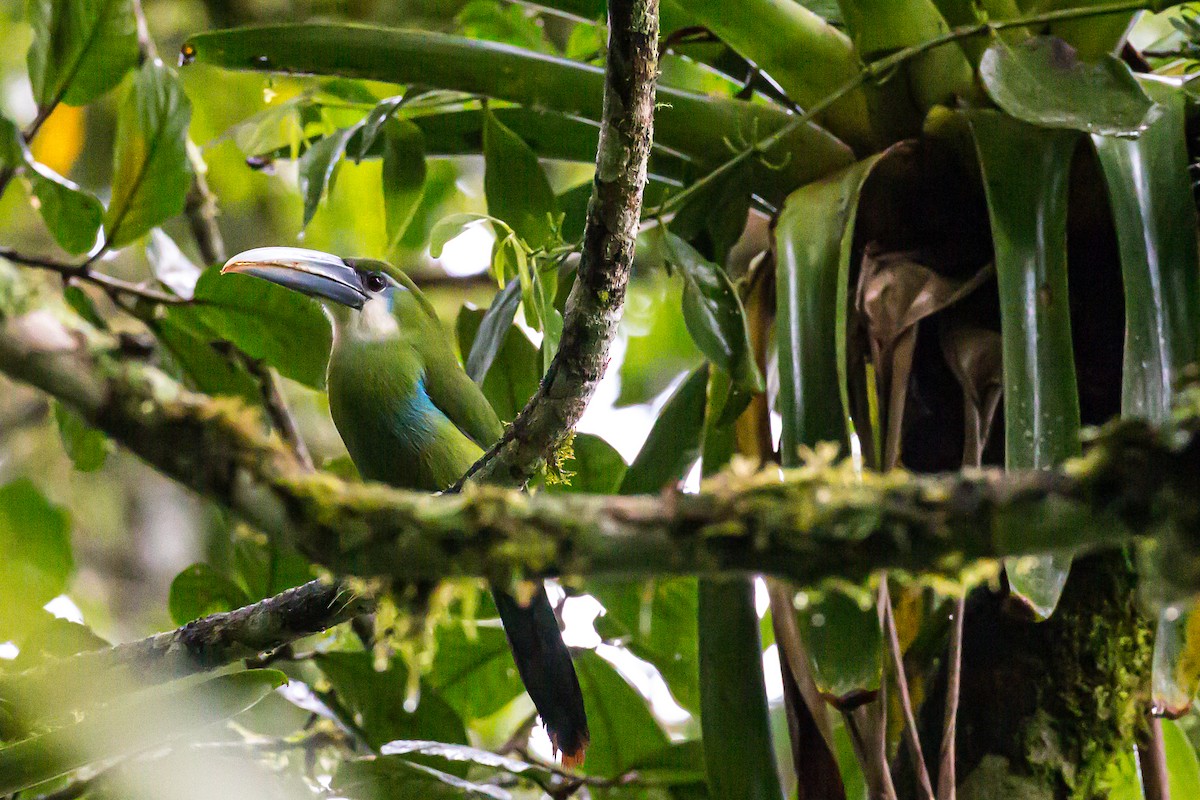 Toucanet à ceinture bleue - ML591676411