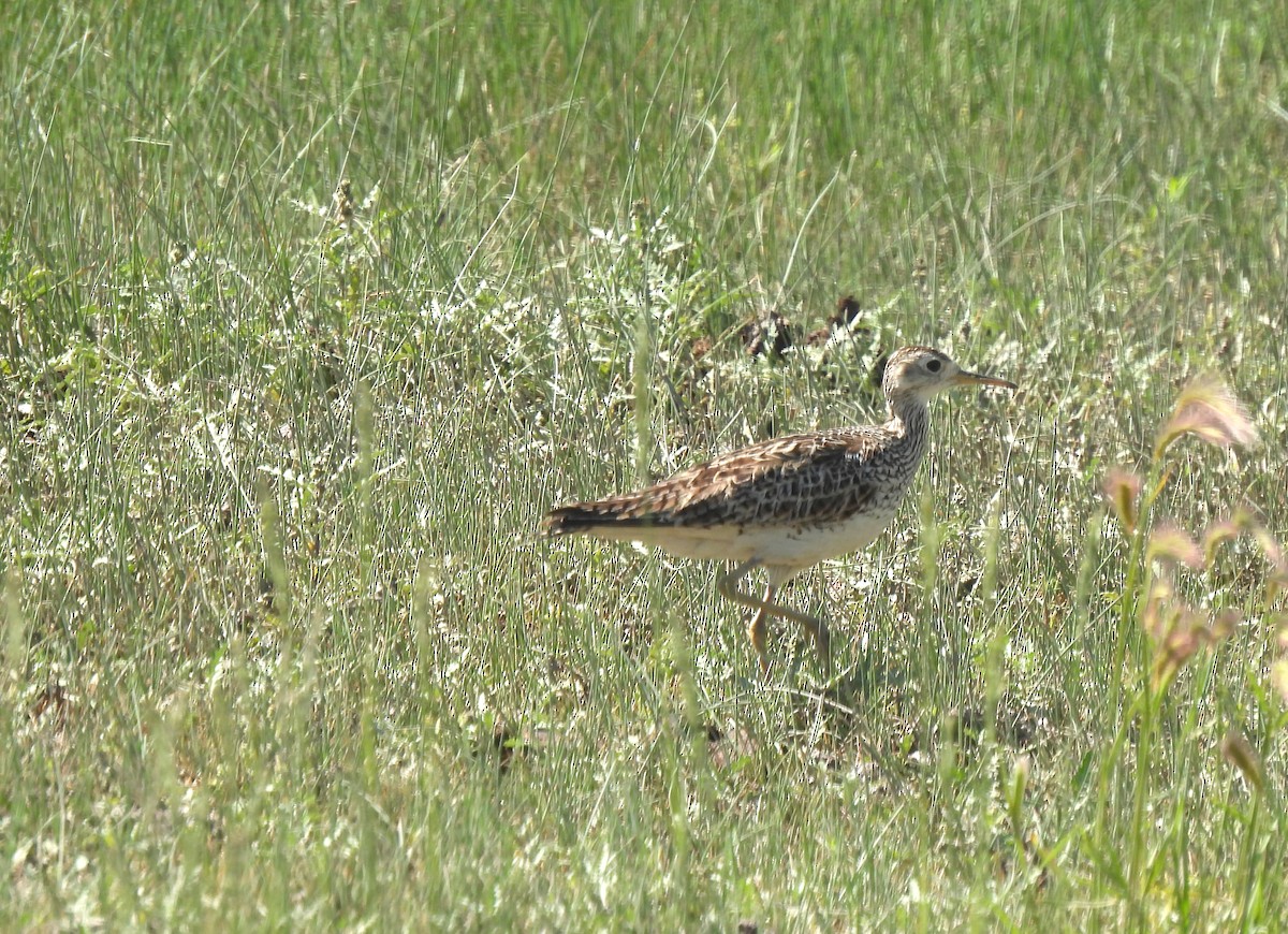 Upland Sandpiper - ML591676931