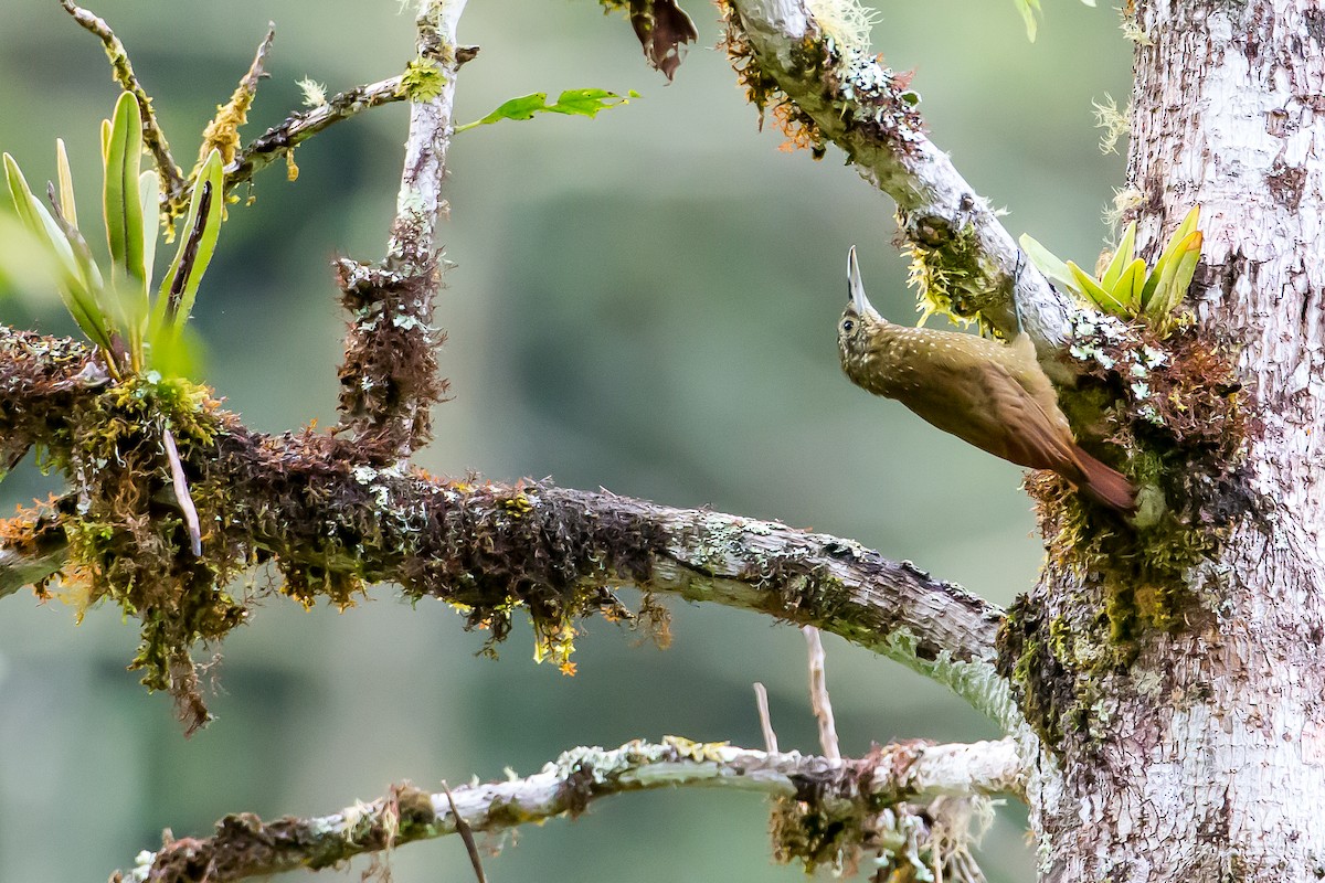 Olive-backed Woodcreeper - ML591677901