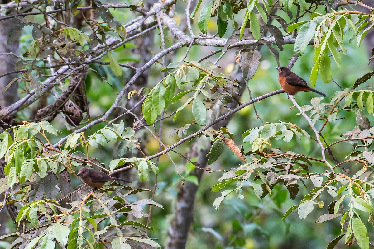 Silver-beaked Tanager - ML591677951