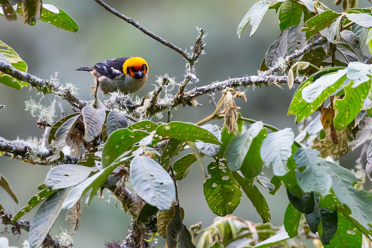 Flame-faced Tanager - ML591678251